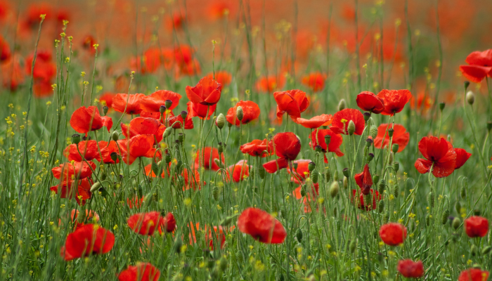 Perspectives on war: poetry and film