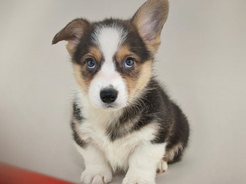 The Queen’s Corgi by David Michie