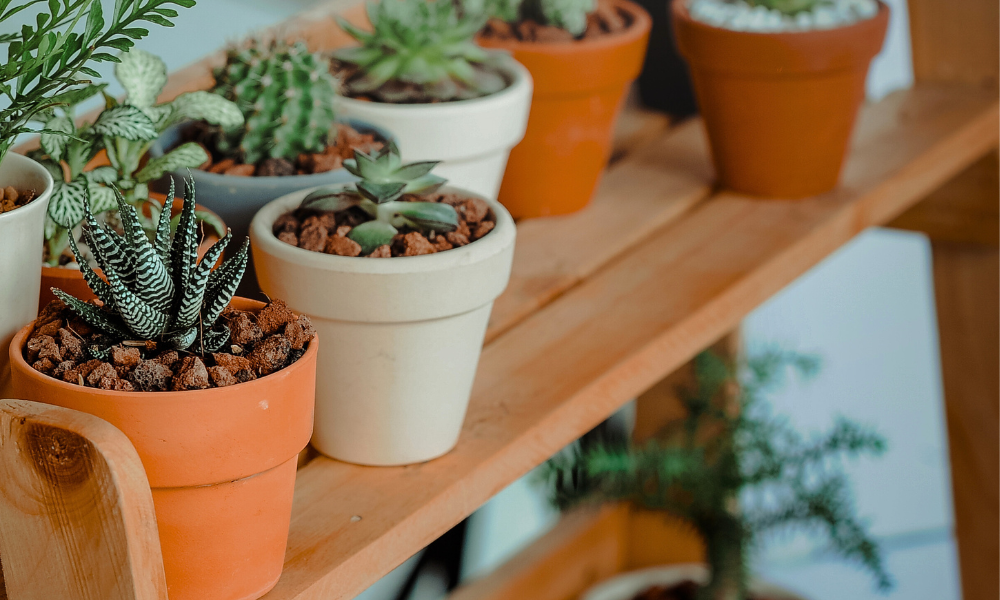 Gardening in small spaces