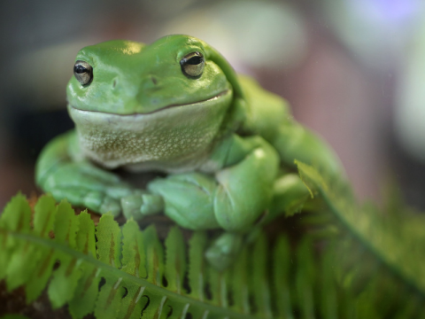 Caring for wetlands and the climate: views from the Australian Museum