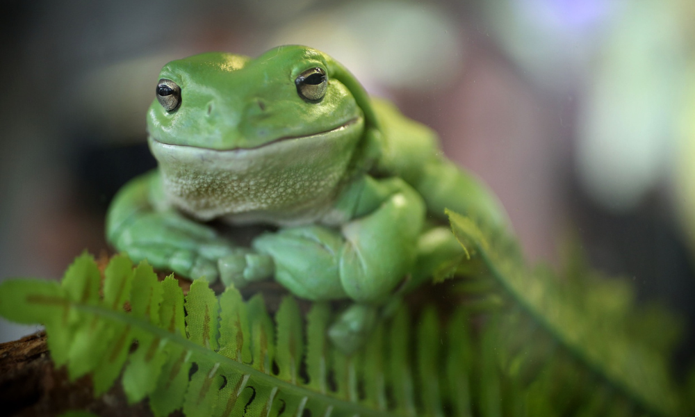 Caring for wetlands and the climate: views from the Australian Museum